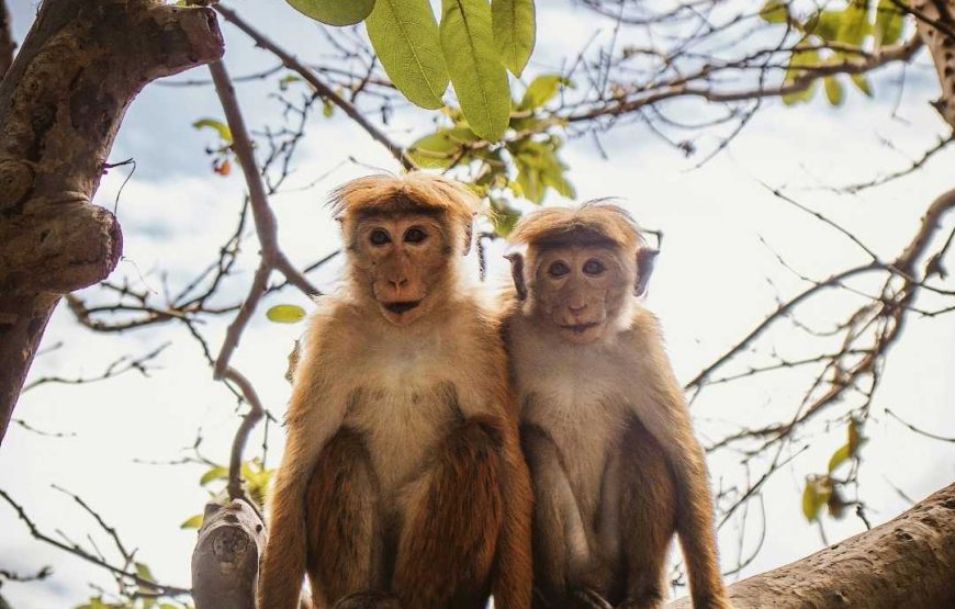 Kandy & Ambuluwawa Highlights Day Tour