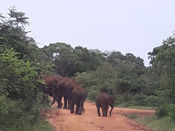 Day 2 – Yala National Park Safari → Colombo