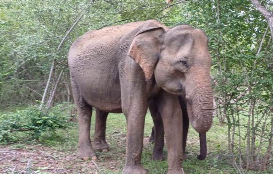 2 Day Southern Sri Lanka Escape