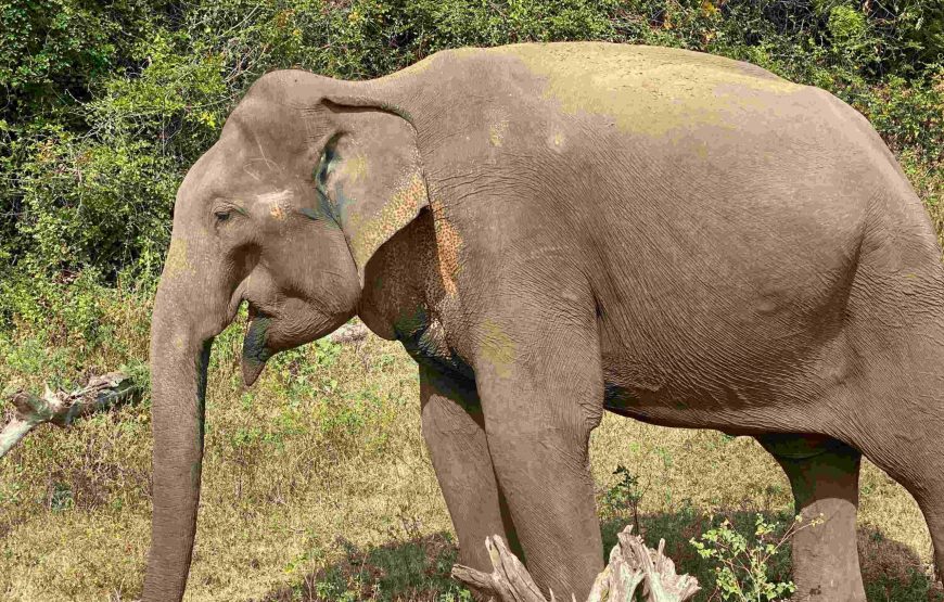 2 Day Southern Sri Lanka Escape
